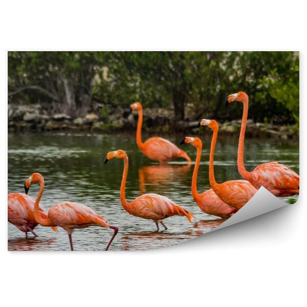 Papier peint Flamands Mer des Caraïbes Plantes Arbres