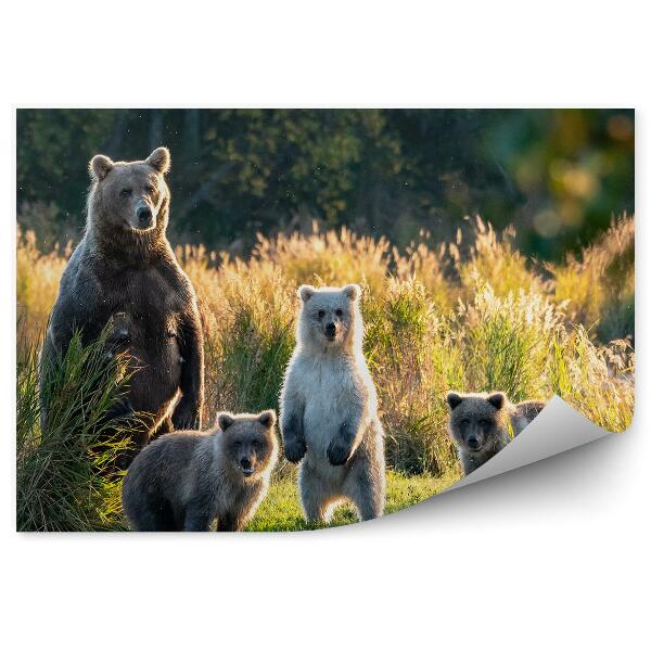 Papier peint Une Famille D'ours Dans Les Hautes Herbes