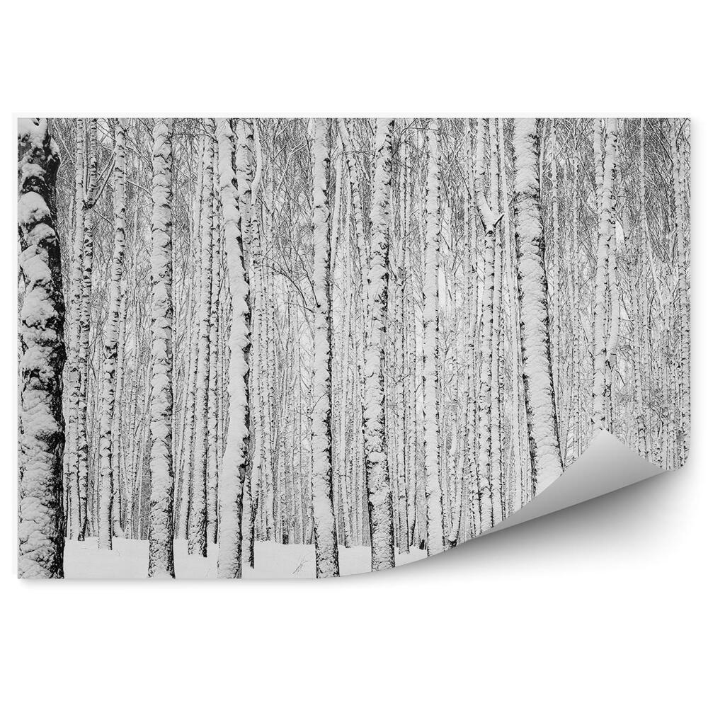 Papier peint Forêt De Bouleaux D'hiver