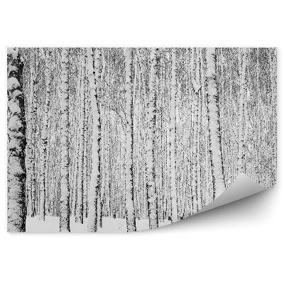 Papier peint Forêt De Bouleaux D'hiver