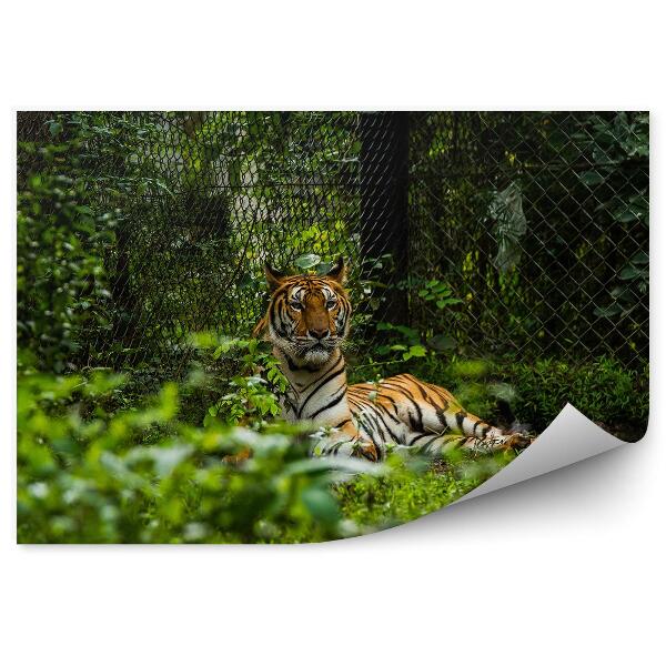 Papier peint Forêt De Tigres