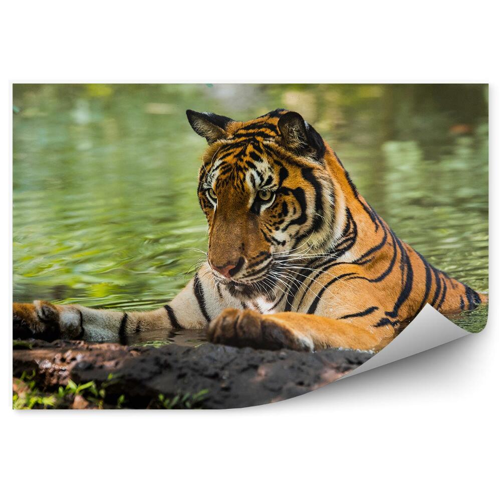 Papier peint Tigre Dans L'eau