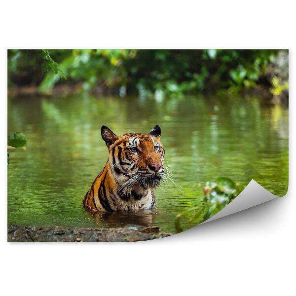 Papier peint Forêt tropicale tigre bain d'eau végétation