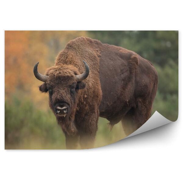 Papier peint Bison Sur Fond De Forêt D'automne