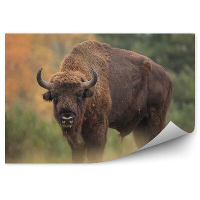 Papier peint Bison Sur Fond De Forêt D'automne