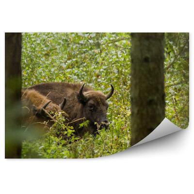 Papier peint Bison D'europe Dans La Forêt De Knyszynska