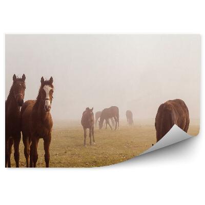 Papier peint Troupeau De Chevaux Bruns Au Pâturage Brume Matinale