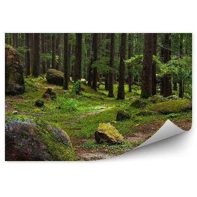 Papier peint Forêt De Pins Coucher De Soleil