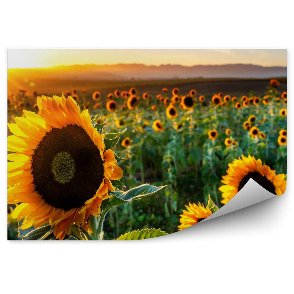 Papier peint Champ de tournesols nuages de ciel fleurs californiennes