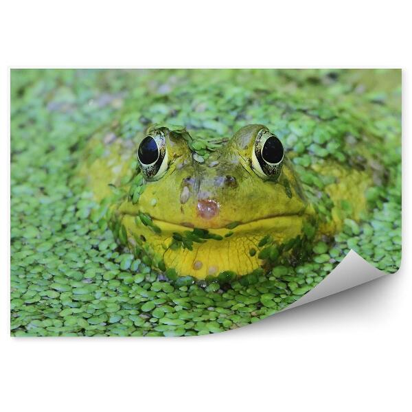 Papier peint Grenouille Verte Dans Un Étang Parmi Du Cresson