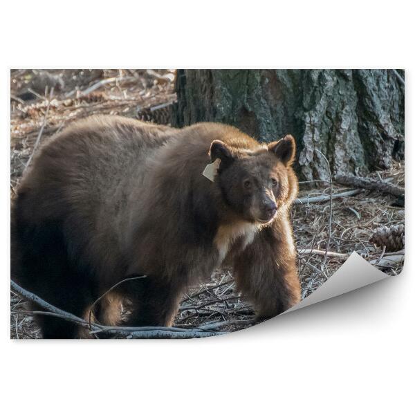 Papier peint Ours Dans La Forêt