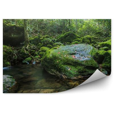 Papier peint Forêt Eau Nature Mousse