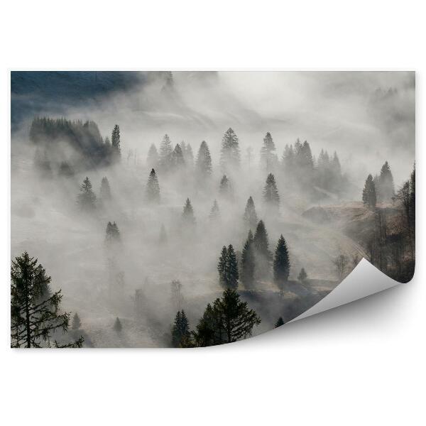 Papier peint Gorge De Montagne Brouillard Conifères Route