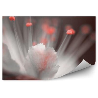 Papier peint Fleur de cerisier blanche rouge fond marron