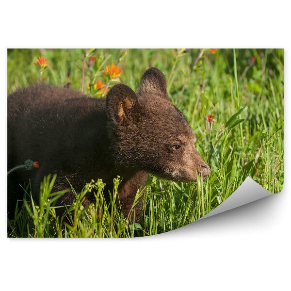 Papier peint Ours Dans Une Prairie Et Fleurs