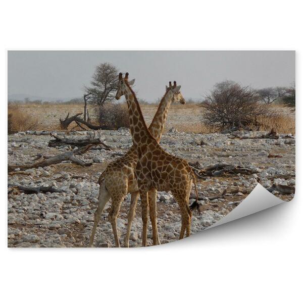 Papier peint girafes zèbres Afrique animaux pierres