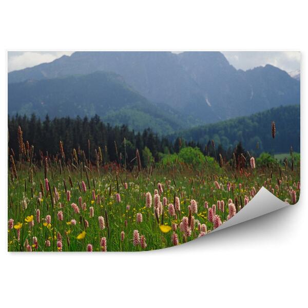 Papier peint Fleurs Herbe Montagnes Ciel Nuages Zakopane Montagnes Tatras