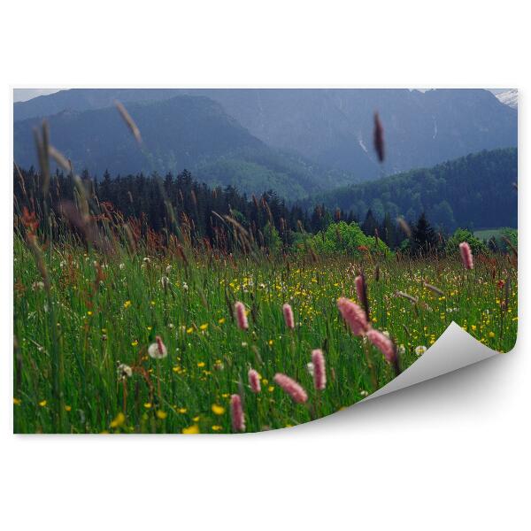 Papier peint Fleurs Herbe Montagnes Ciel Nuages Zakopane Tatras