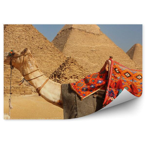 Papier peint Chameau au repos sur fond de pyramides Egypte