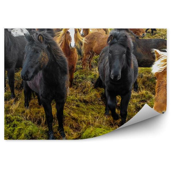 Papier peint Cheval herbe animaux Islande