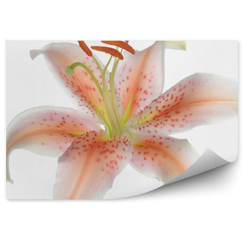 Papier peint Fleur de lys rose pastel plante