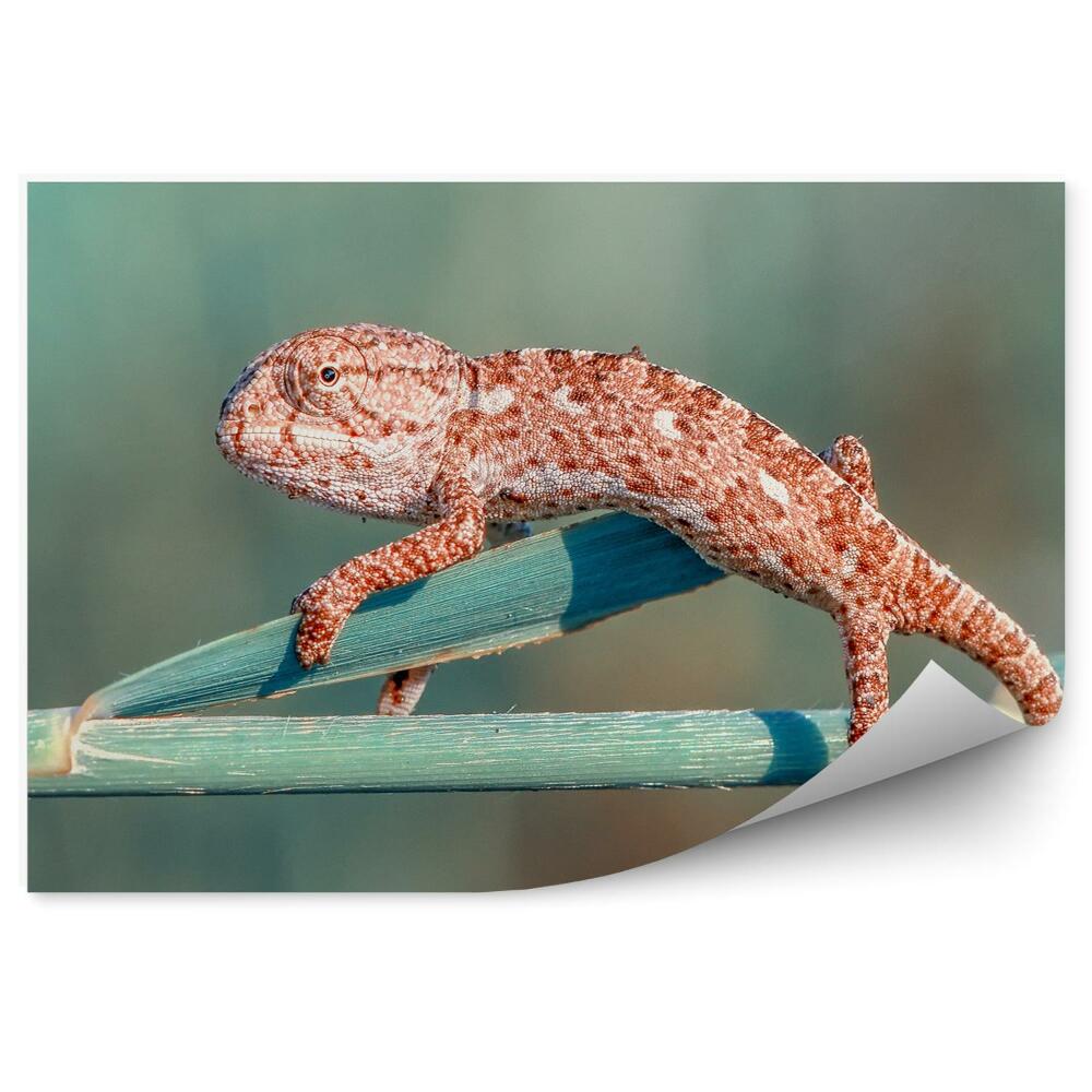 Papier peint Caméléon Orange Sur Une Tige