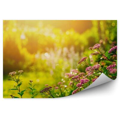 Papier peint Jardin d'été Fleurs Plantes