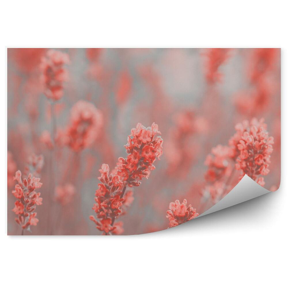 Papier peint Fleurs de lavande rouge