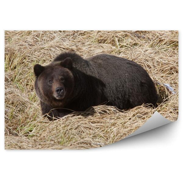 Papier peint Grizzly Dans Le Parc National De Yellowstone