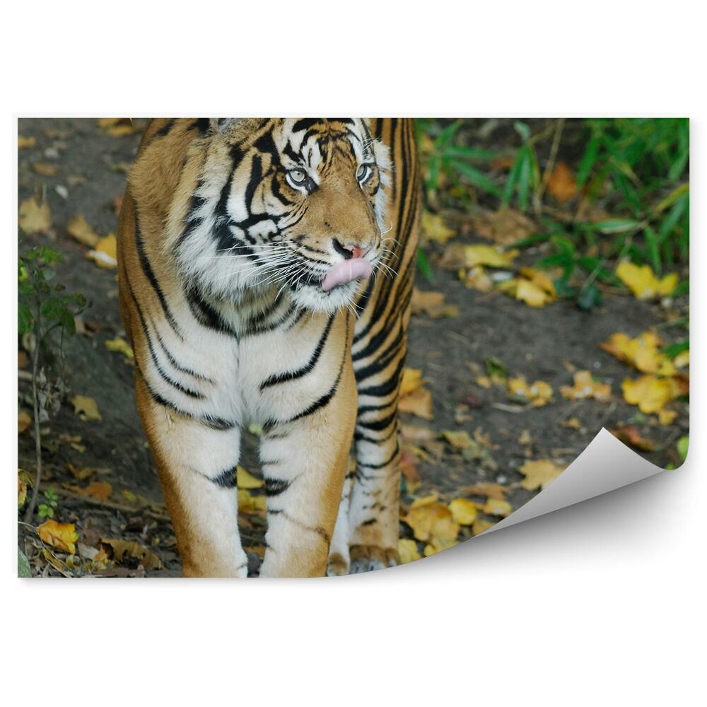 Papier peint Tigre De Sumatra