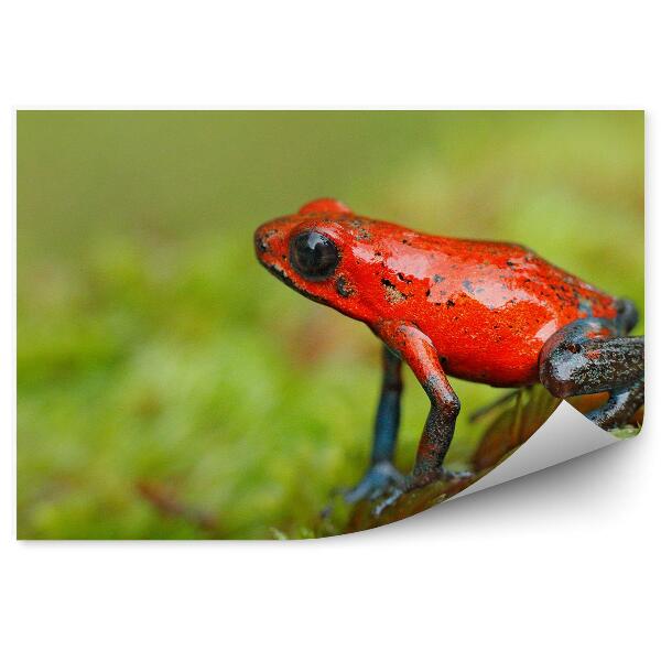 Papier peint Grenouille Rouge Sur Feuille