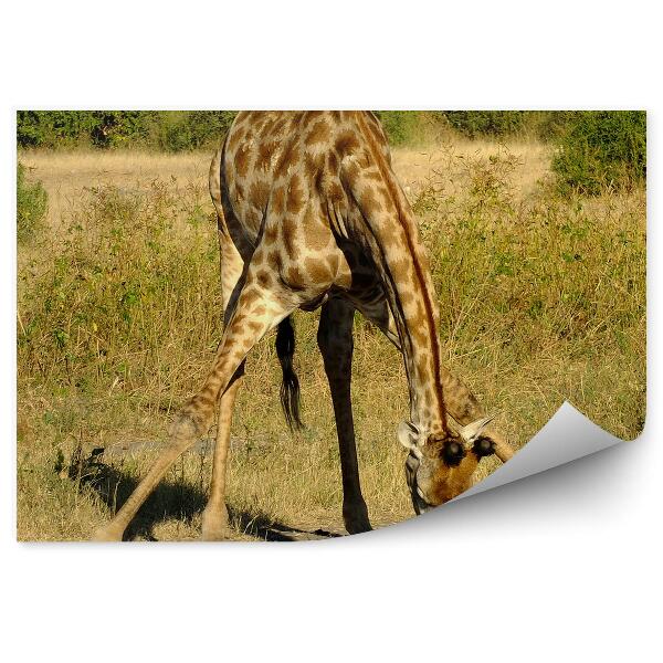 Papier peint Girafe Arc Route Nature Plantes Verdure