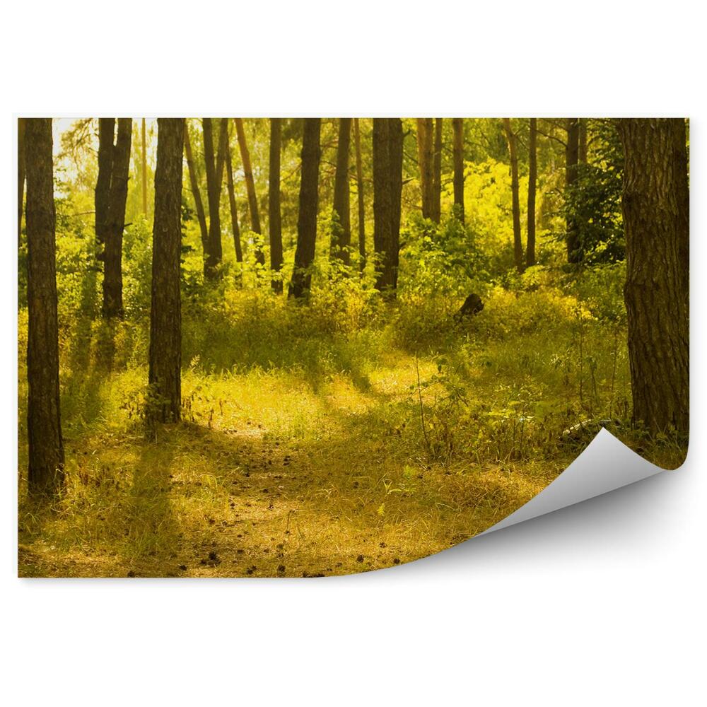 Papier peint Forêt Tropicale Arbres Chemin Fougères