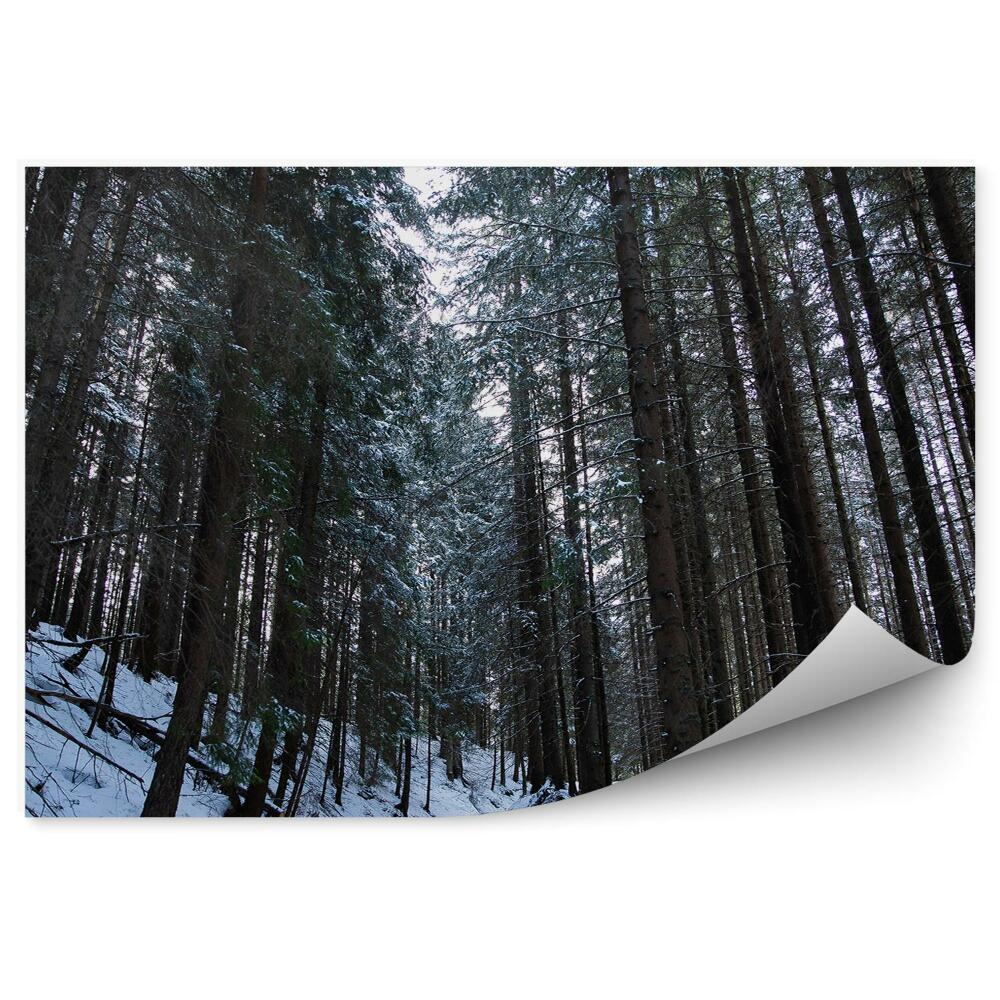 Papier peint Forêt De Pins D'hiver Zakopane