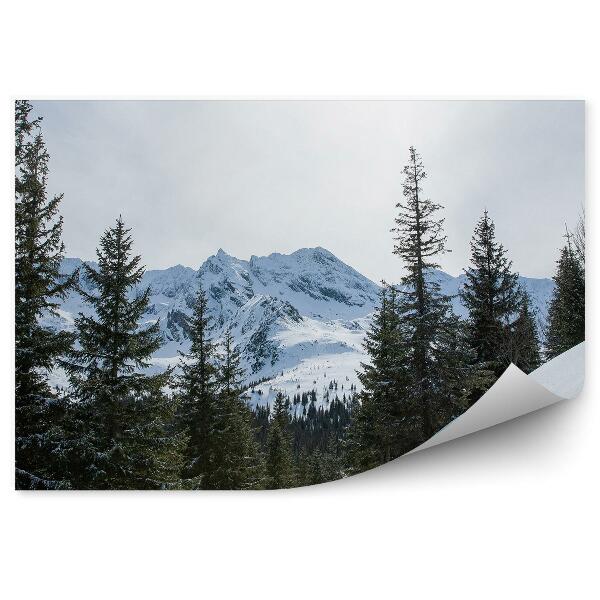 Papier peint Montagnes Zakopane Neige Hiver Ciel Nuages Arbres Conifères Tatras