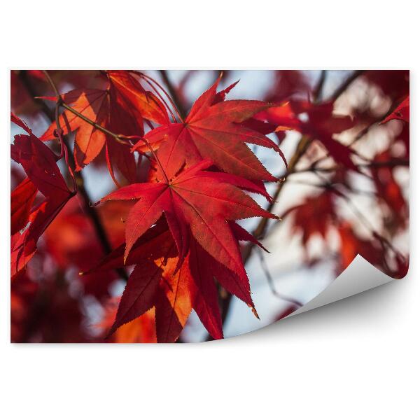 Papier peint Feuille d'érable japonais rouge Gros plan Arbre