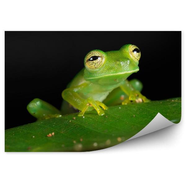 Papier peint Grenouille Sur Une Feuille