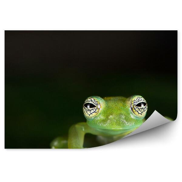 Papier peint Grenouille Assise Sur Une Feuille