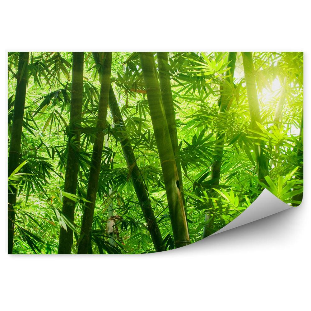 Papier peint Forêt de bambous asiatiques Gros plan sur les feuilles