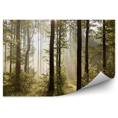 Papier peint Arbres De La Forêt Brumeux