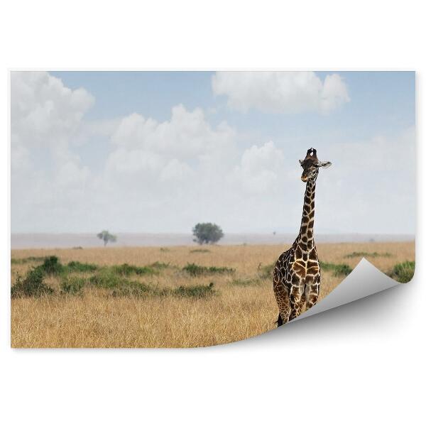 Papier peint girafe africaine animal savane paysage