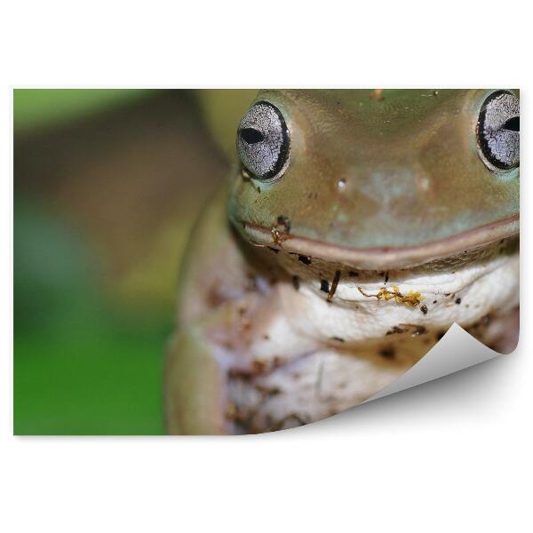 Papier peint Grenouille Australienne Sur Un Arbre