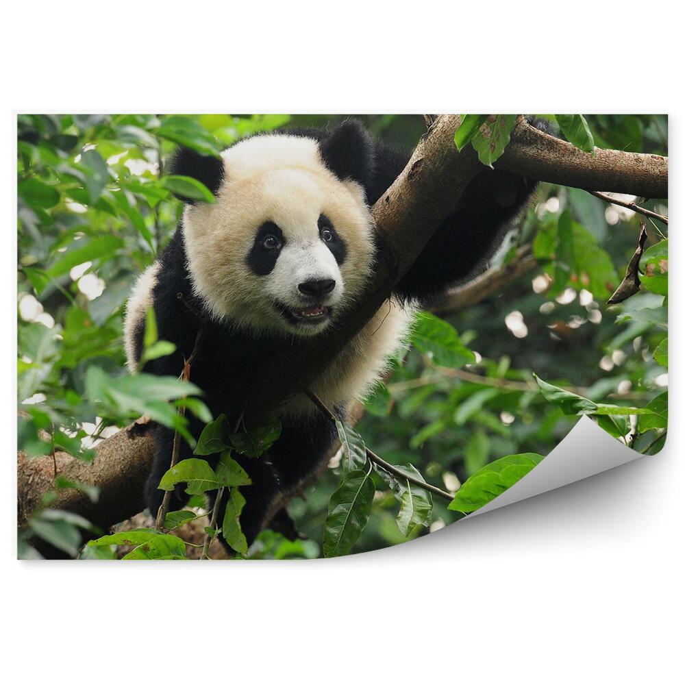Papier peint Panda Assis Dans Un Arbre