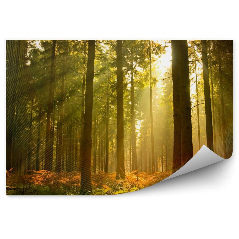 Papier peint Belle forêt d'automne Arbustes de lumière