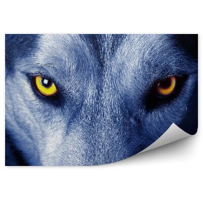 Papier peint Gros Plan Yeux Jaunes De Loup Teinte Bleue