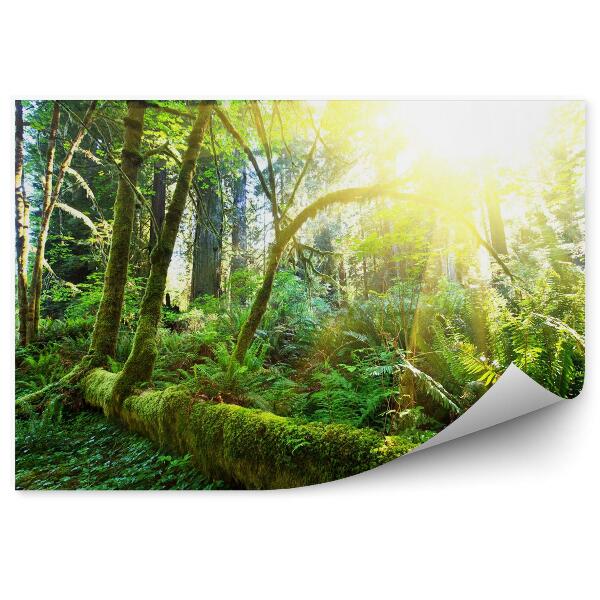 Papier peint Forêt tropicale