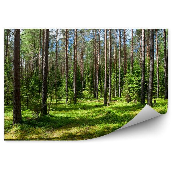 Papier peint Forêt d'été Herbe verte Arbre de Noël Nuages