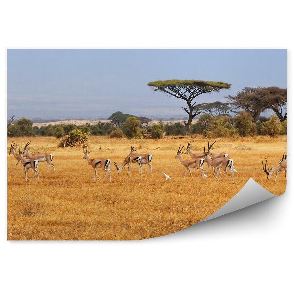 Papier peint Antilope Oiseau Arbres Buissons Savane Vue