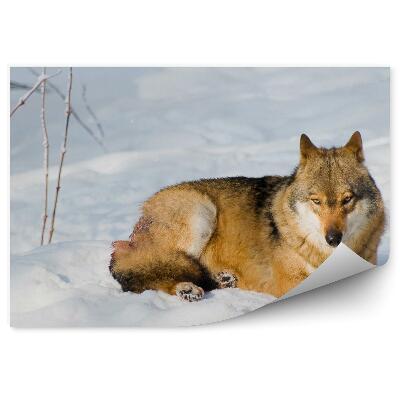 Papier peint Loup Au Soleil Hiver Neige Repos
