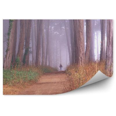Papier peint Forêt Homme Chemin Arbres